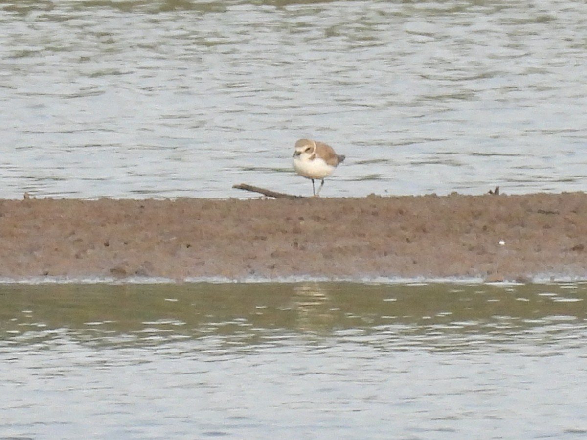 Kentish Plover - ML602944031