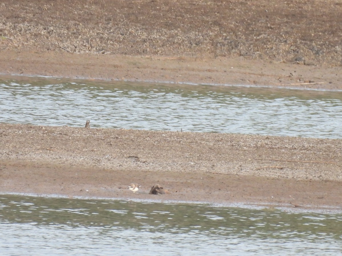 Kentish Plover - Ramesh Desai