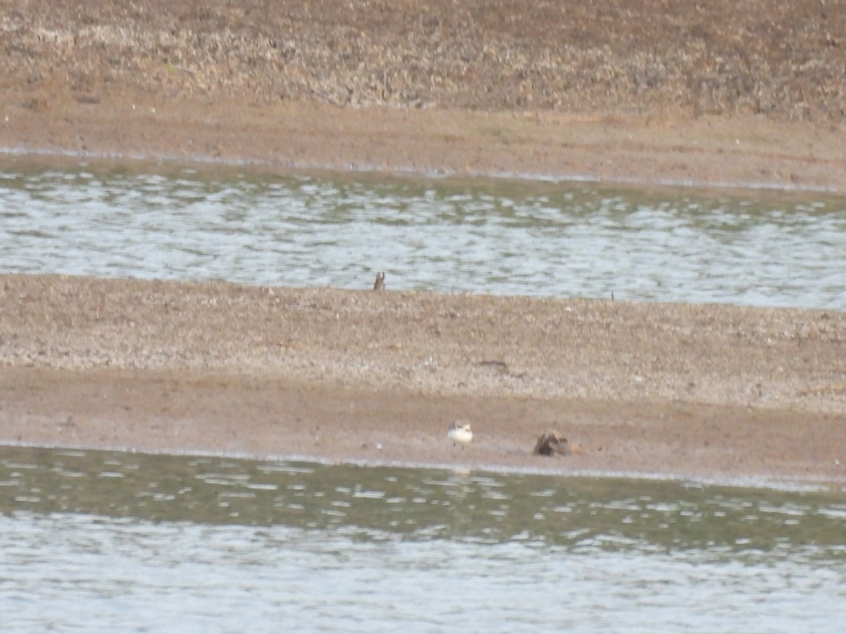 Kentish Plover - Ramesh Desai