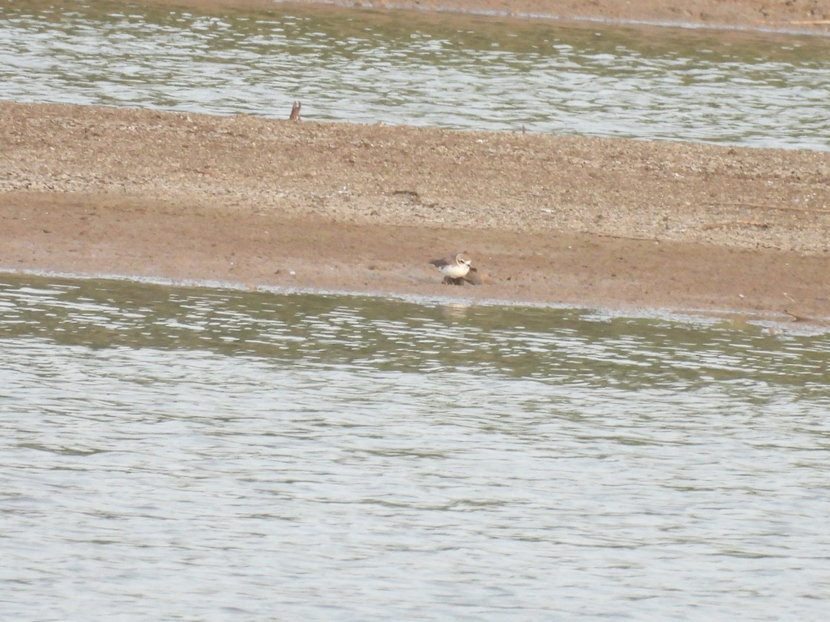 Kentish Plover - ML602944381