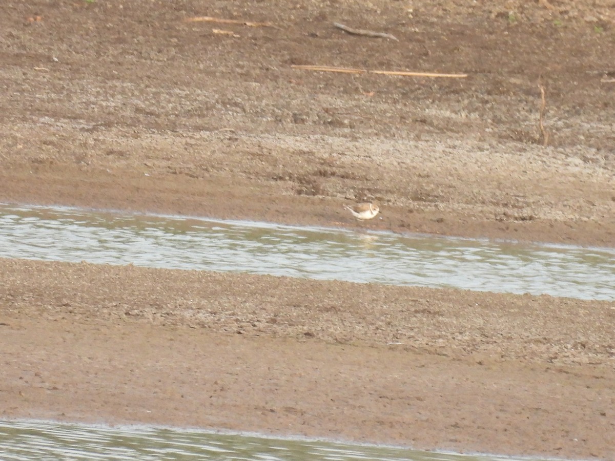 Kentish Plover - Ramesh Desai