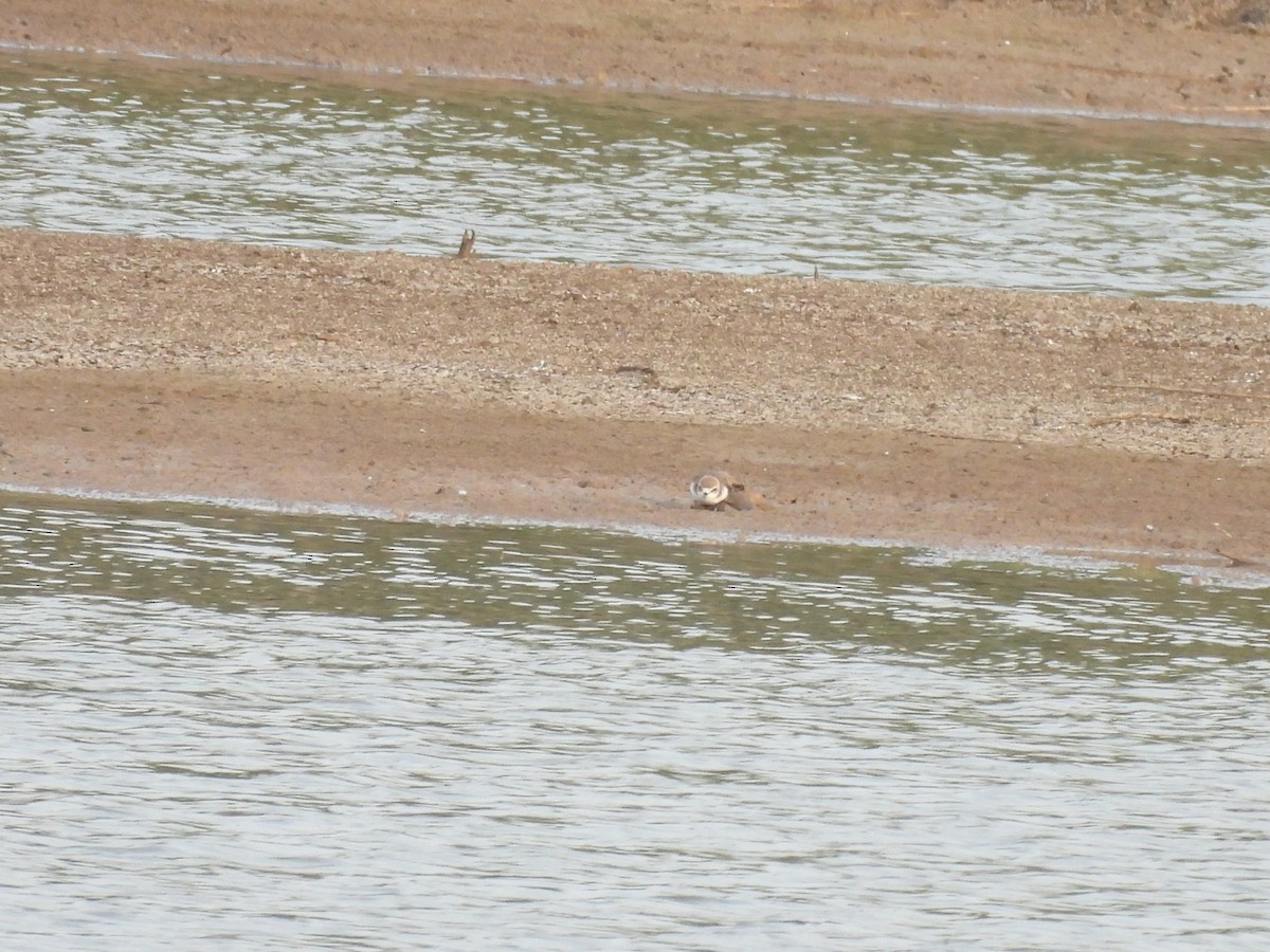 Kentish Plover - ML602944561