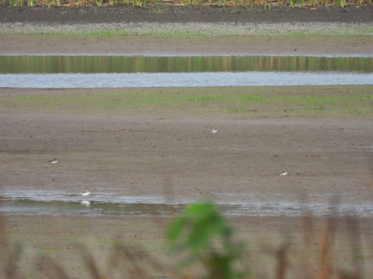 Kentish Plover - ML602944571