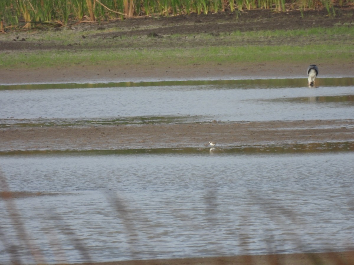 Kentish Plover - Ramesh Desai