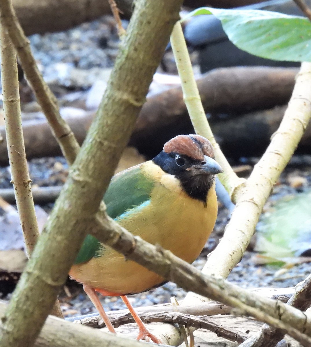 Noisy Pitta - ML602945381