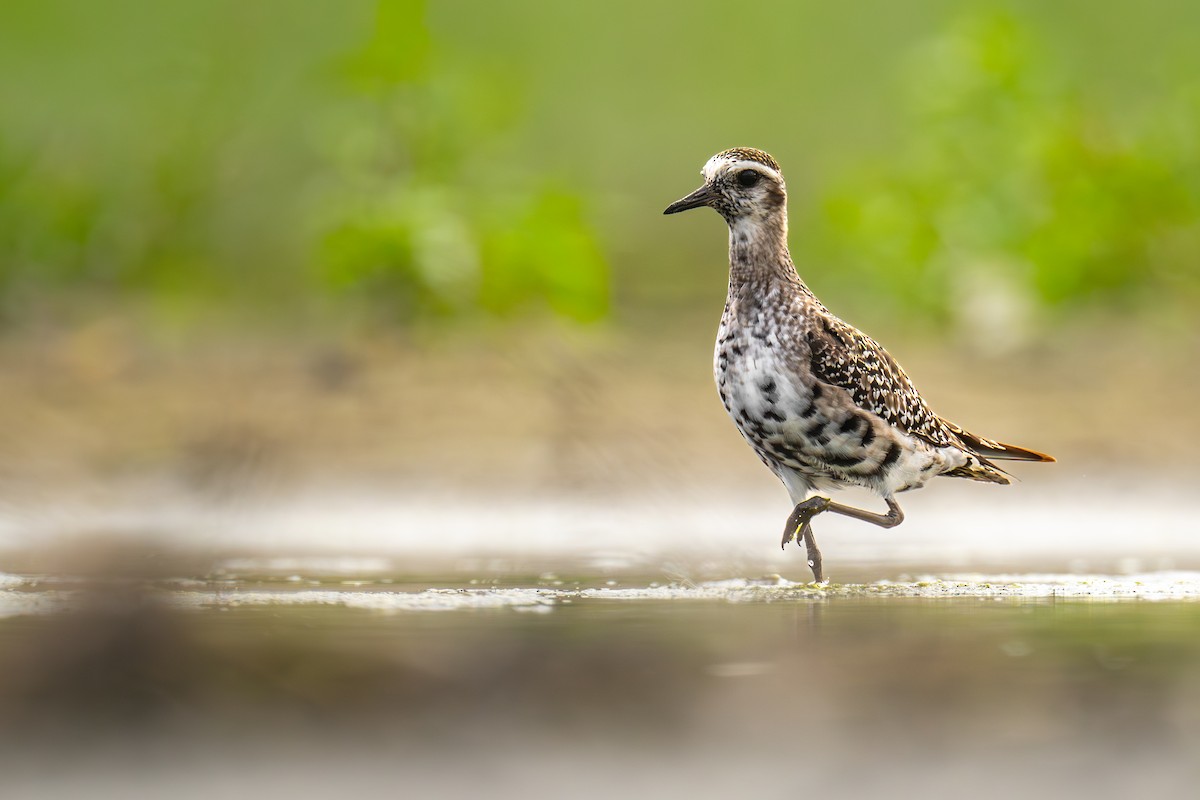 American Golden-Plover - ML602946341