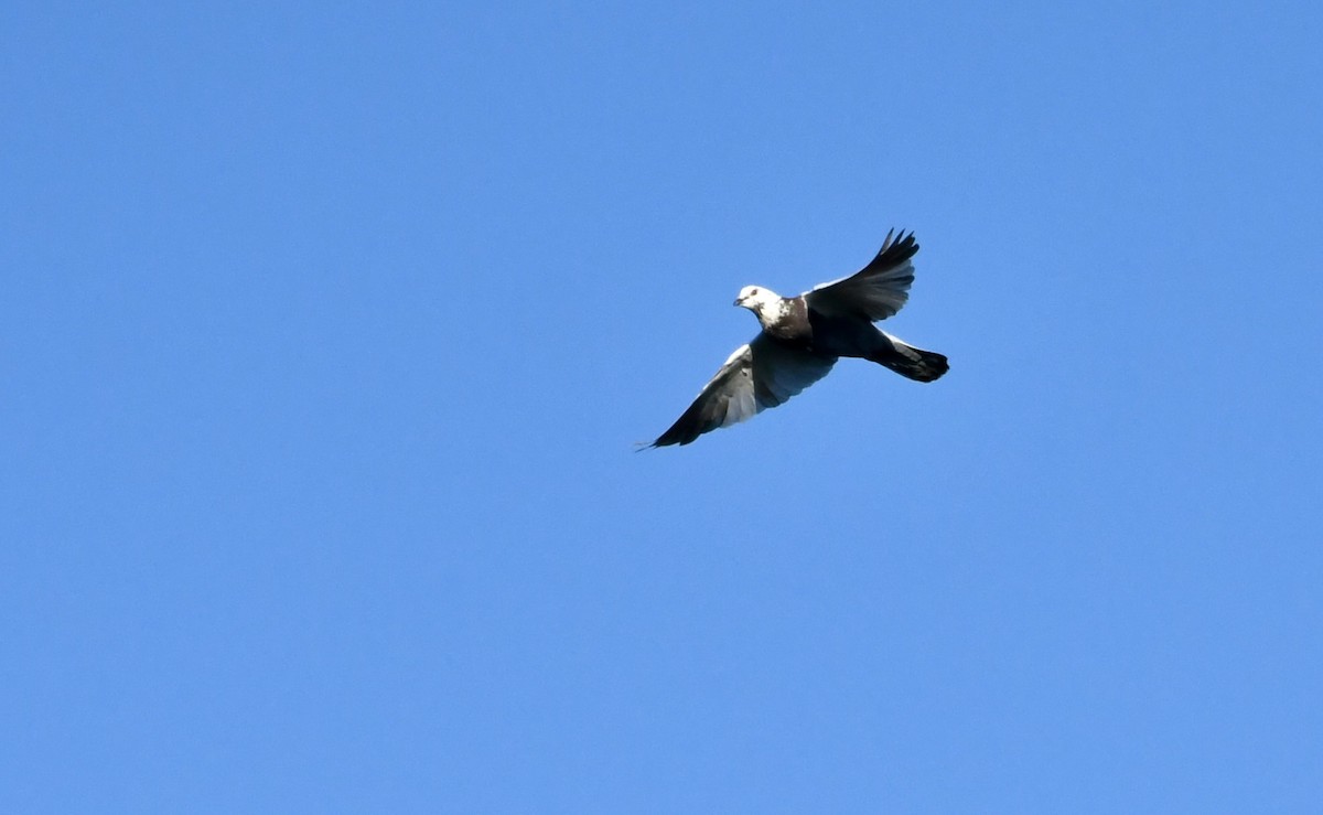 Rock Pigeon (Feral Pigeon) - ML602947011