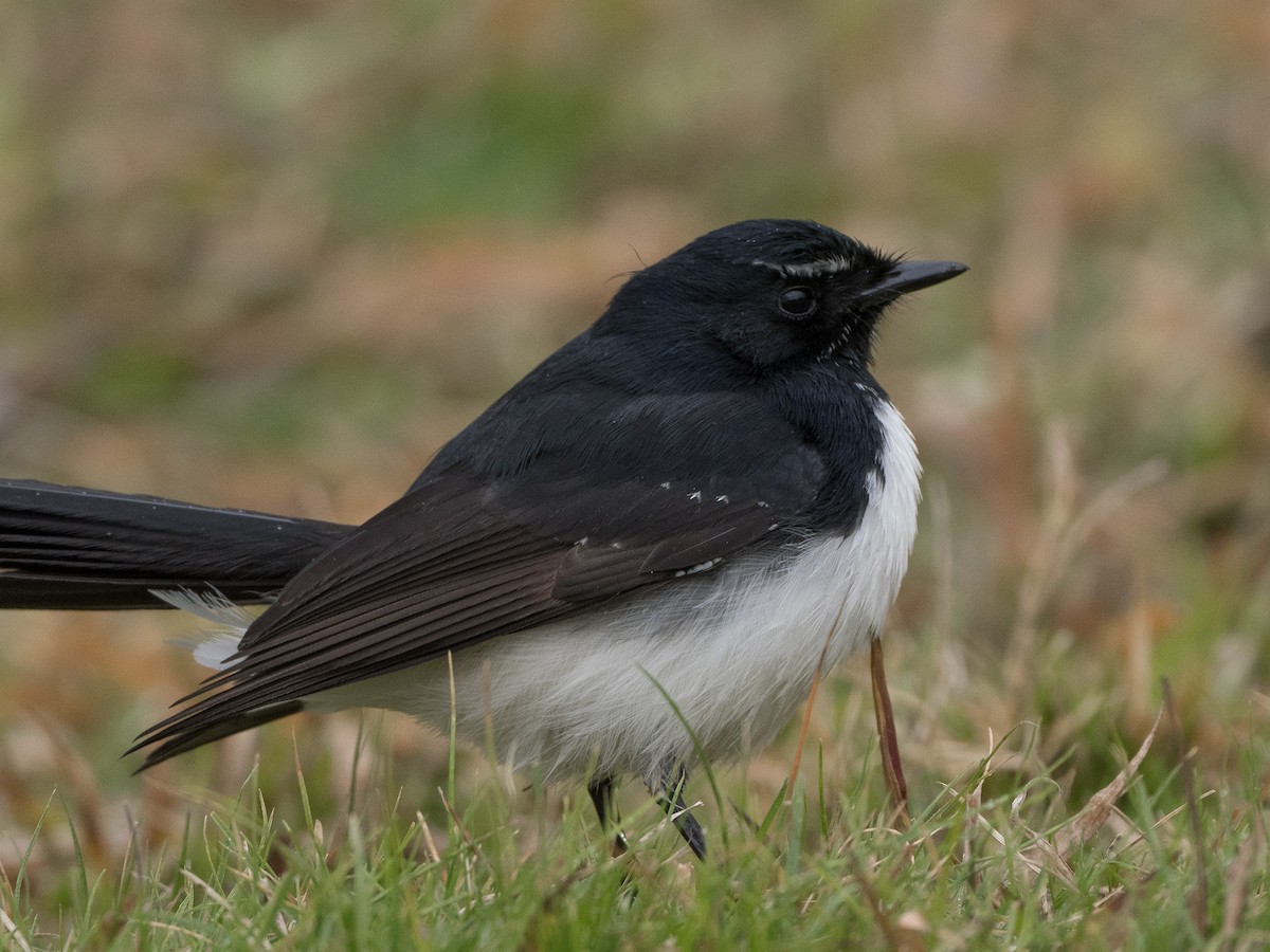 Willie-wagtail - ML602948231