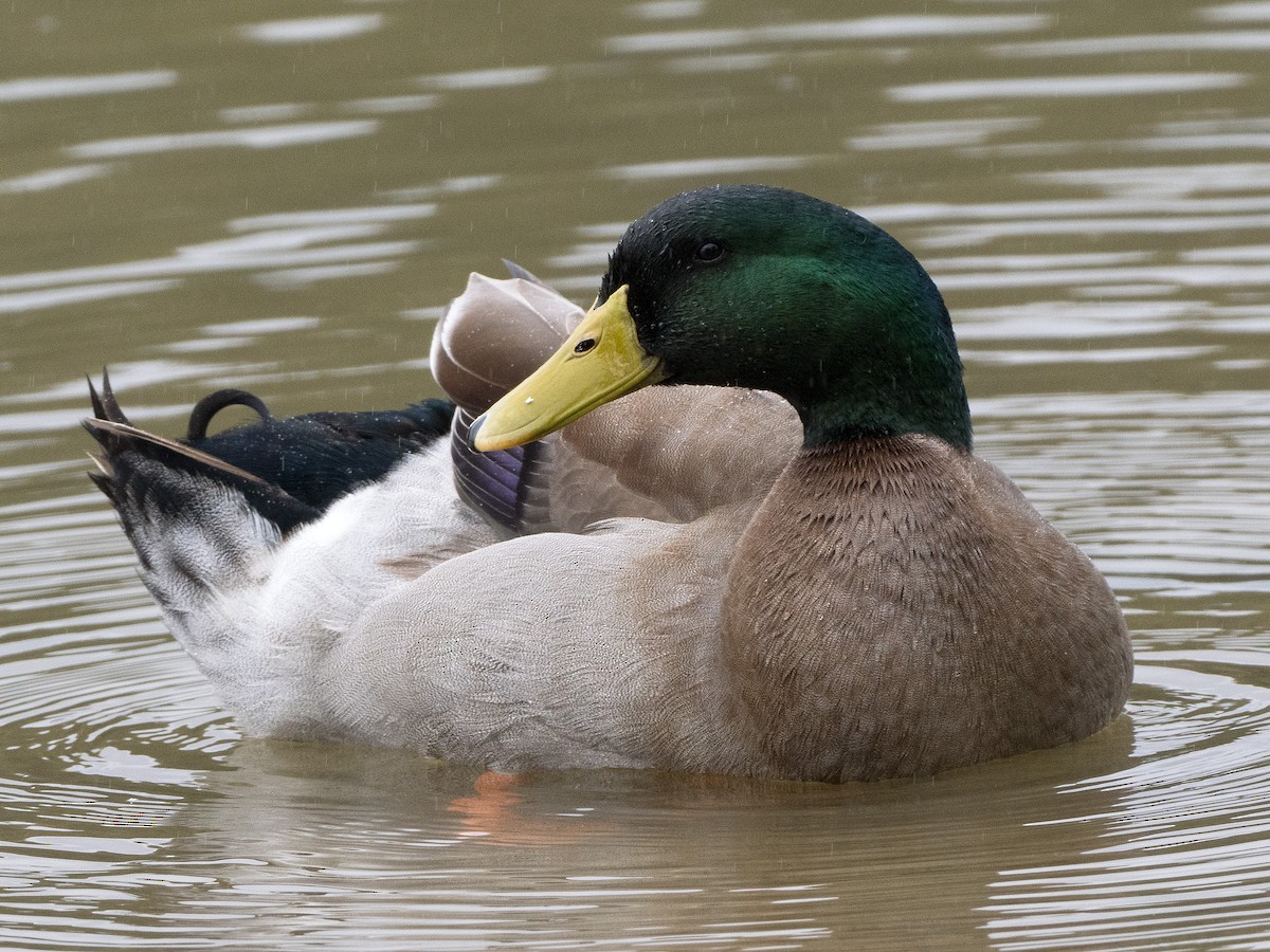 Mallard (Domestic type) - ML602948311