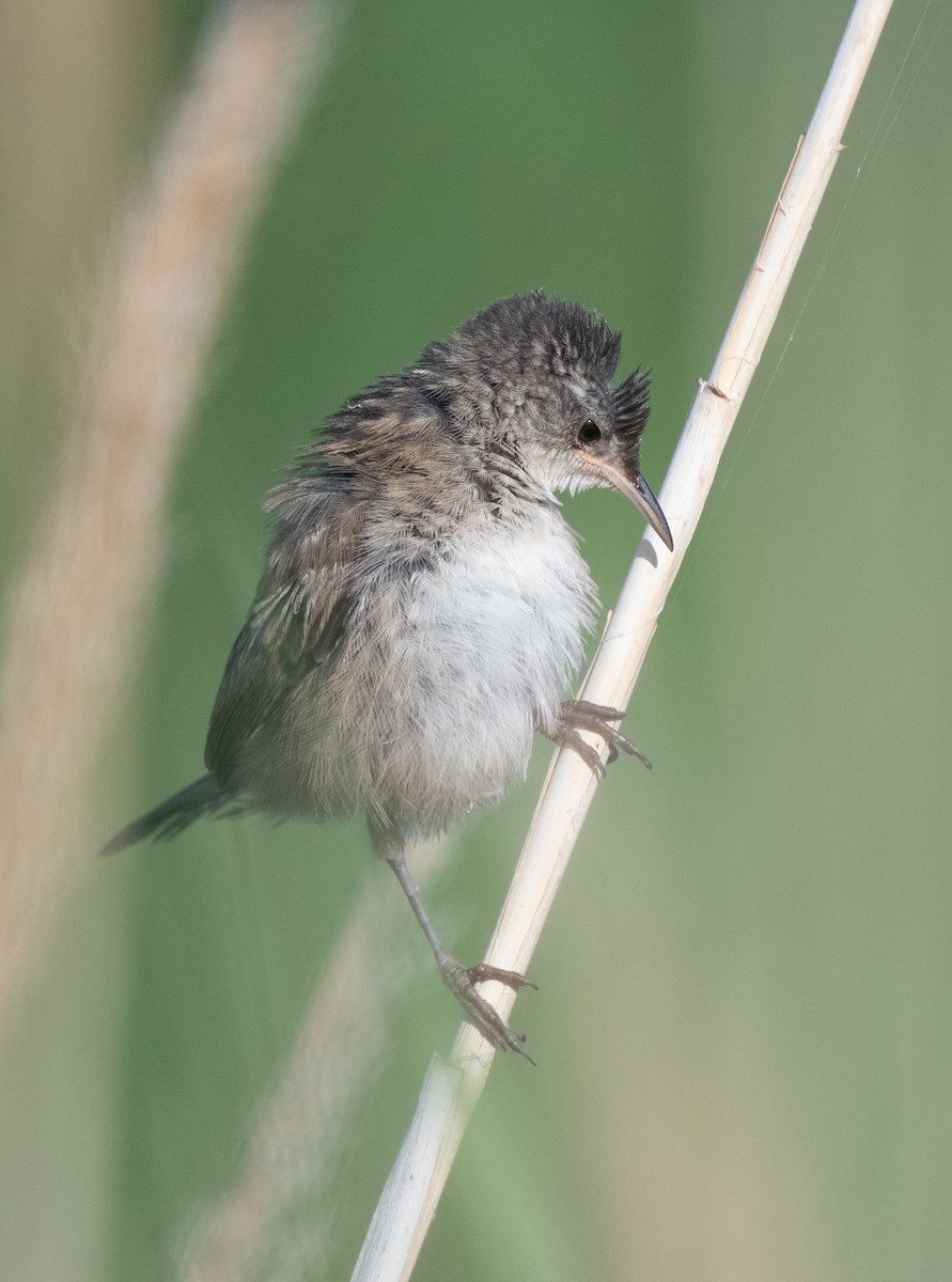 Marsh Wren (plesius Group) - ML602948331