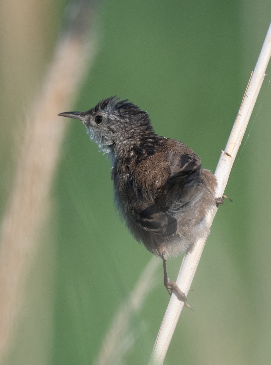 Marsh Wren (plesius Group) - ML602948341