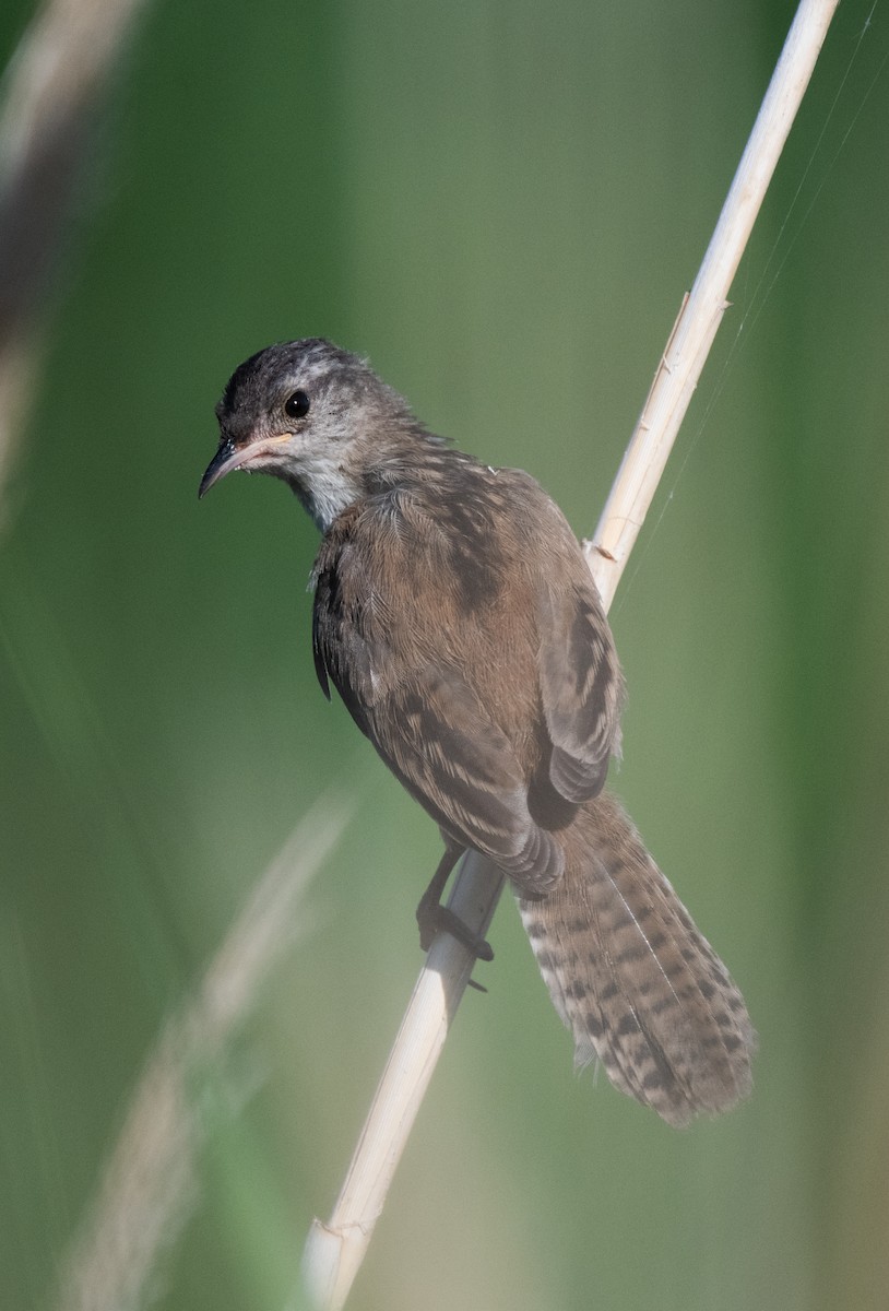 Marsh Wren (plesius Group) - Esther Sumner