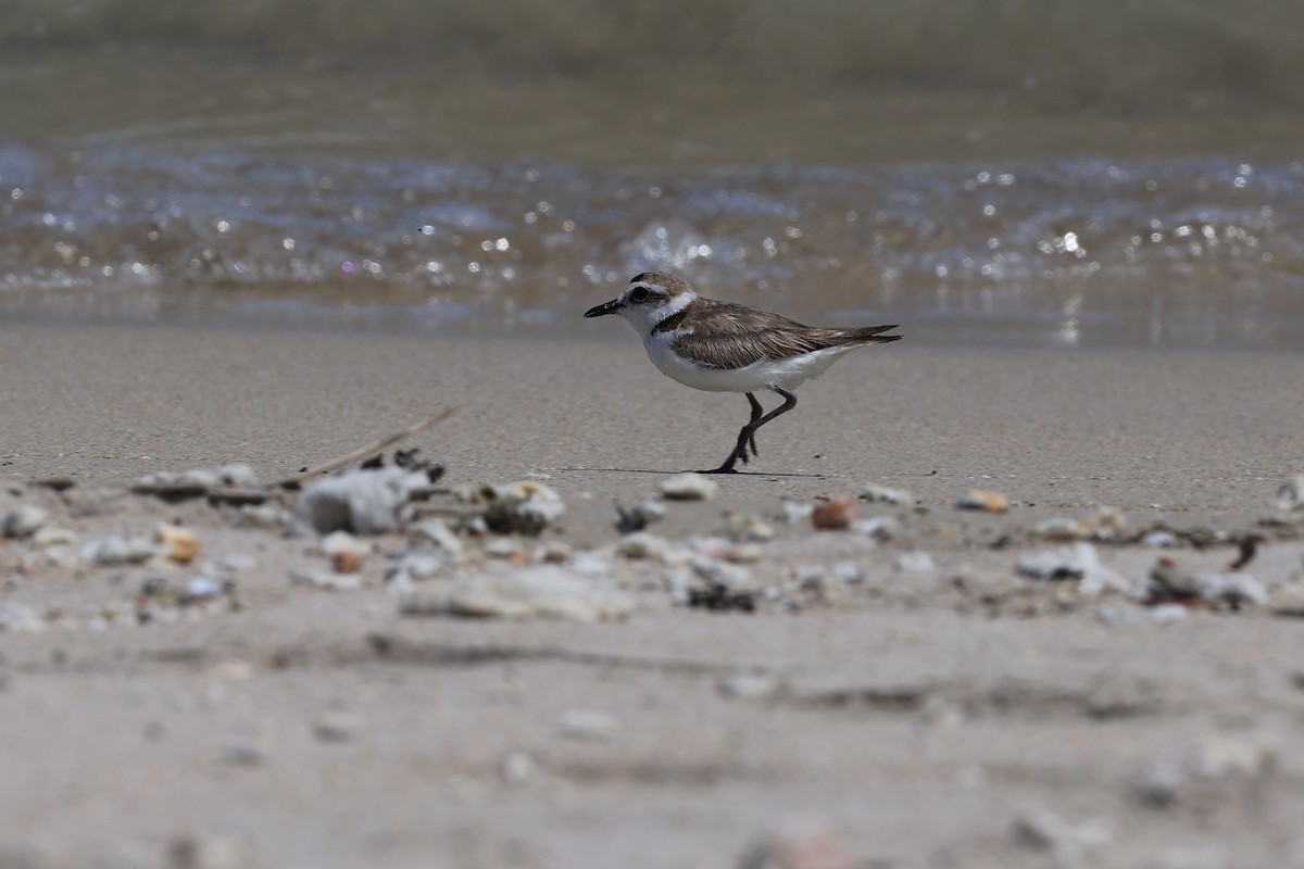 Kentish Plover (Kentish) - Jian-Long(建龍) WU(吳)