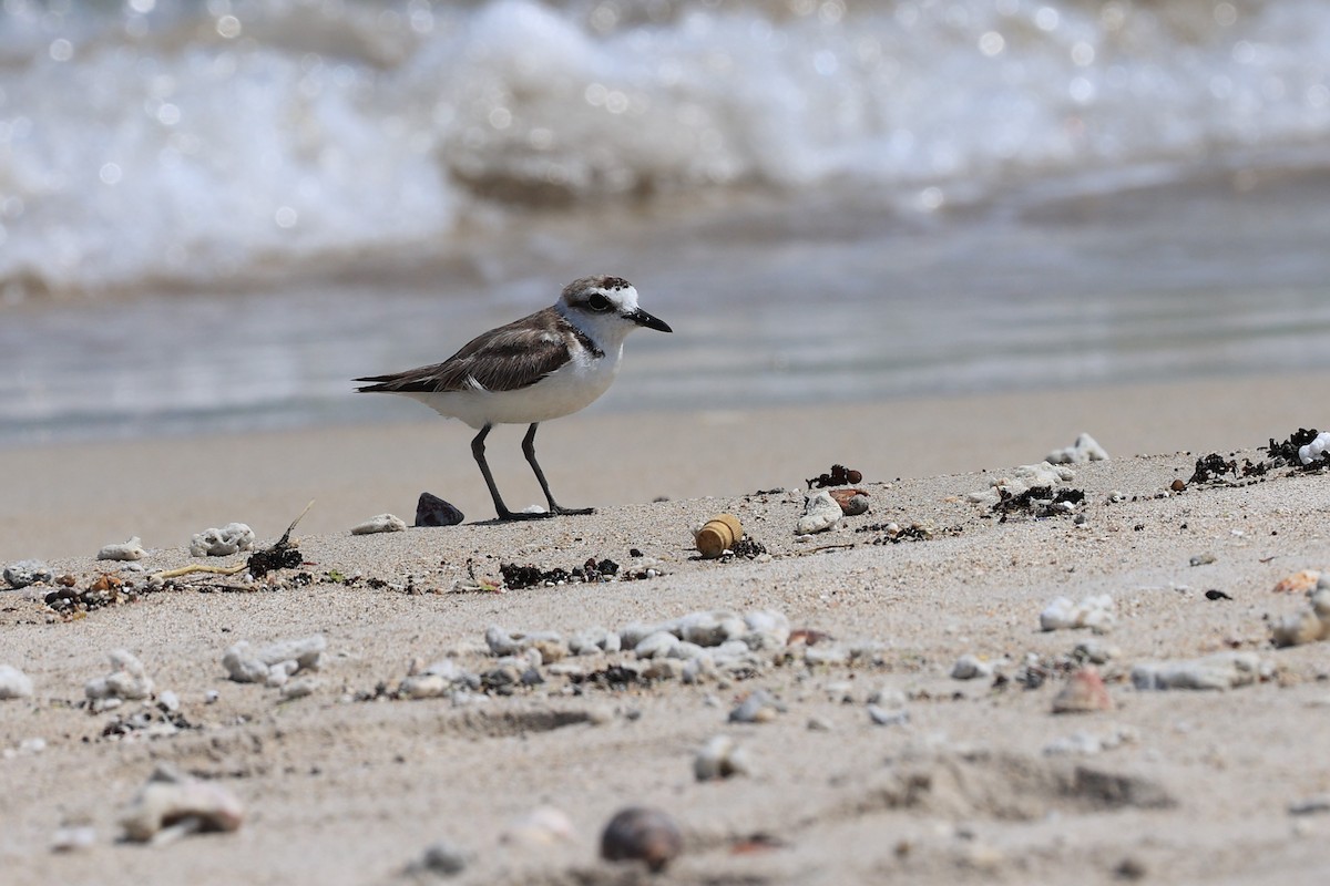 Kentish Plover (Kentish) - ML602949181