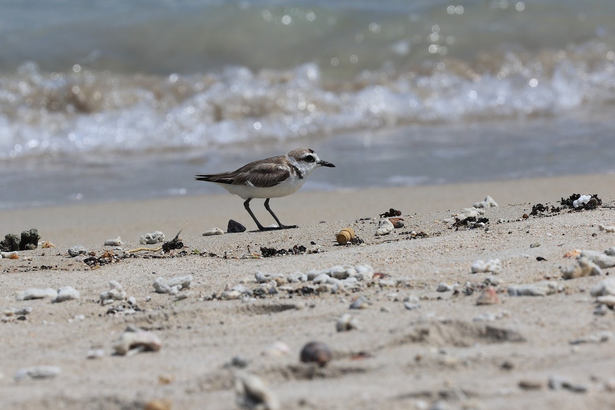 Kentish Plover (Kentish) - Jian-Long(建龍) WU(吳)