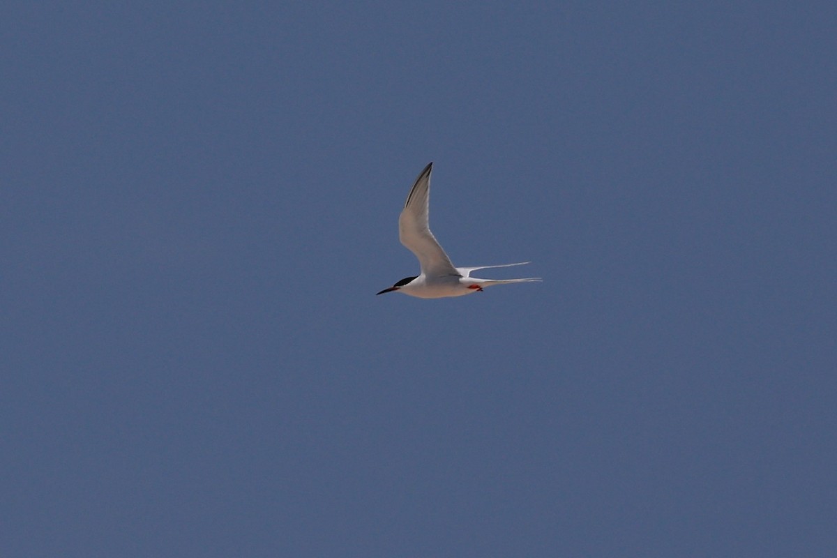 Roseate Tern - Jian-Long(建龍) WU(吳)