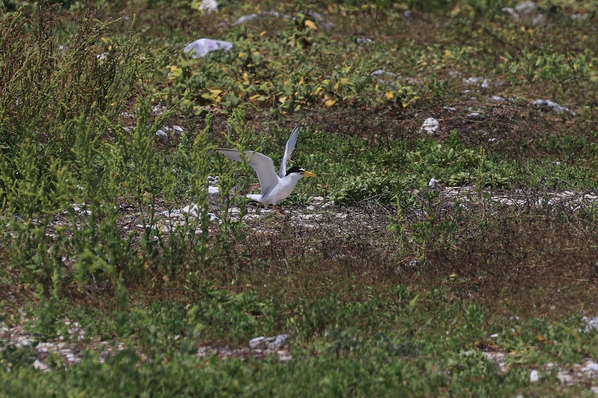 Little Tern - ML602949241