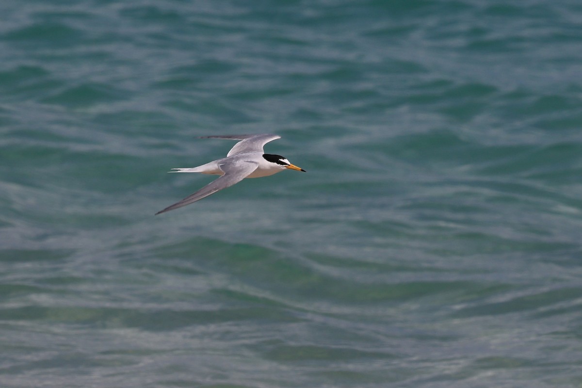 Little Tern - Jian-Long(建龍) WU(吳)