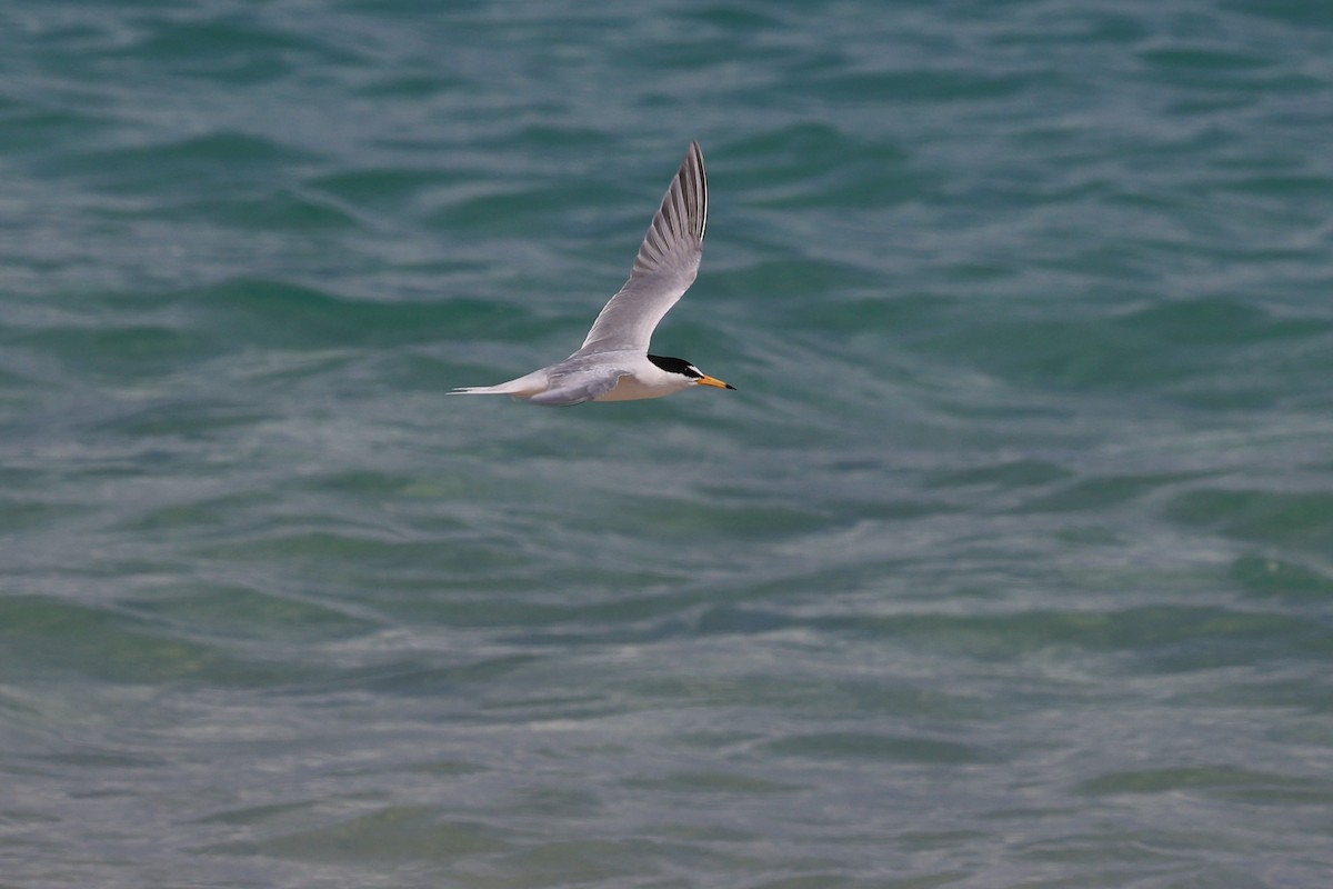 Little Tern - Jian-Long(建龍) WU(吳)