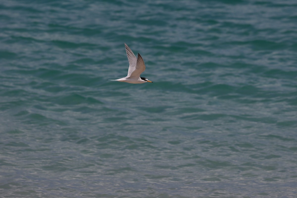 Little Tern - Jian-Long(建龍) WU(吳)