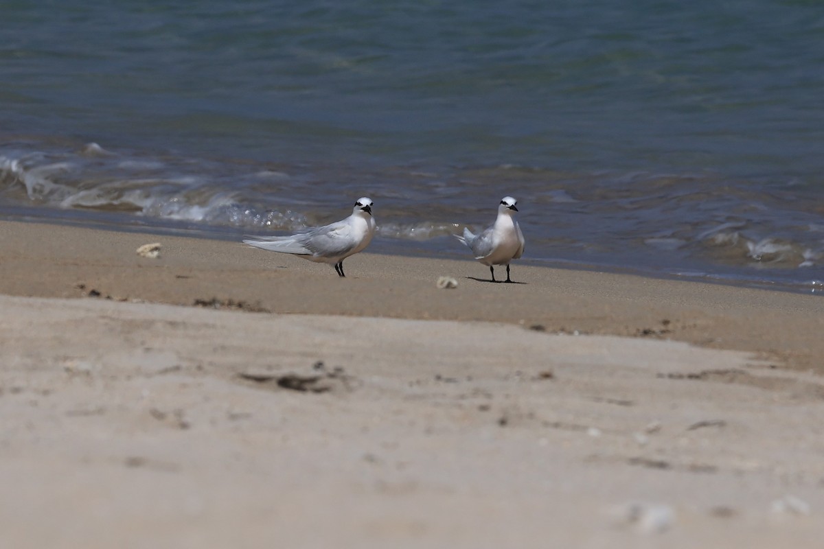 Black-naped Tern - Jian-Long(建龍) WU(吳)