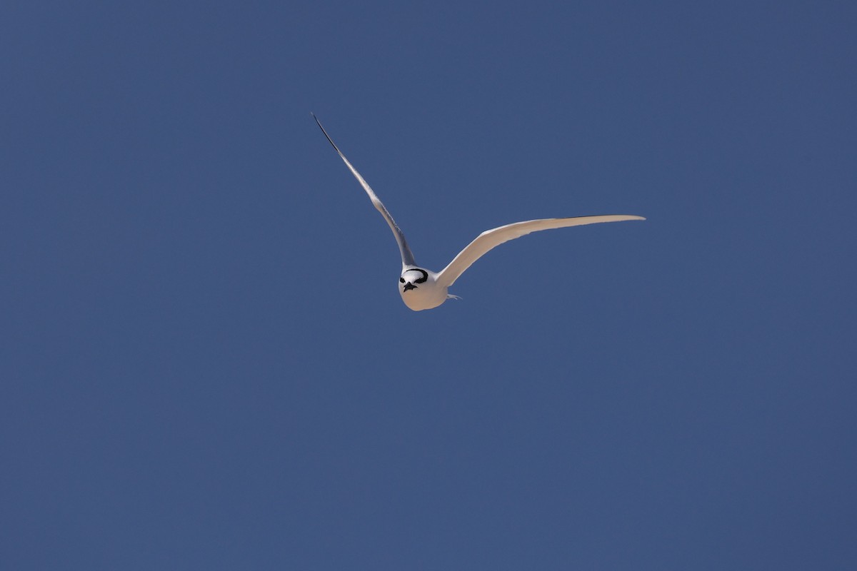 Black-naped Tern - ML602949361