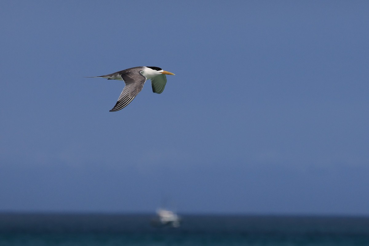 Great Crested Tern - Jian-Long(建龍) WU(吳)