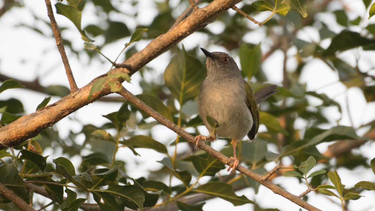 Green-backed Camaroptera - ML602949491