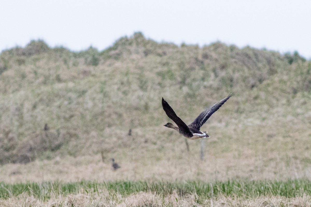 Tundra Bean-Goose - Neil Hayward