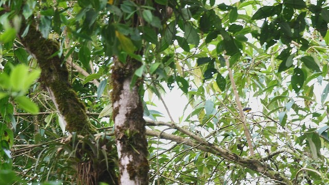 Golden-fronted Redstart (Golden-fronted) - ML602950051