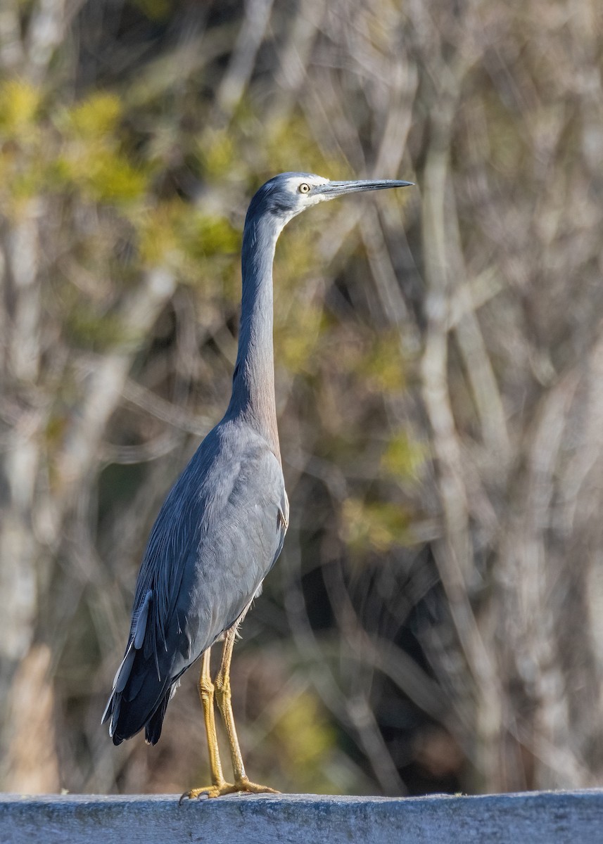 White-faced Heron - ML602951211