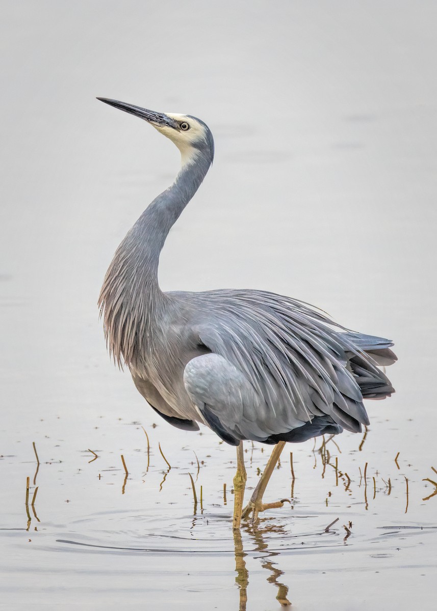 White-faced Heron - ML602952491