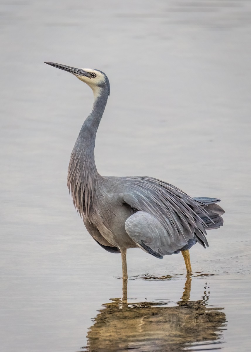 White-faced Heron - ML602952511