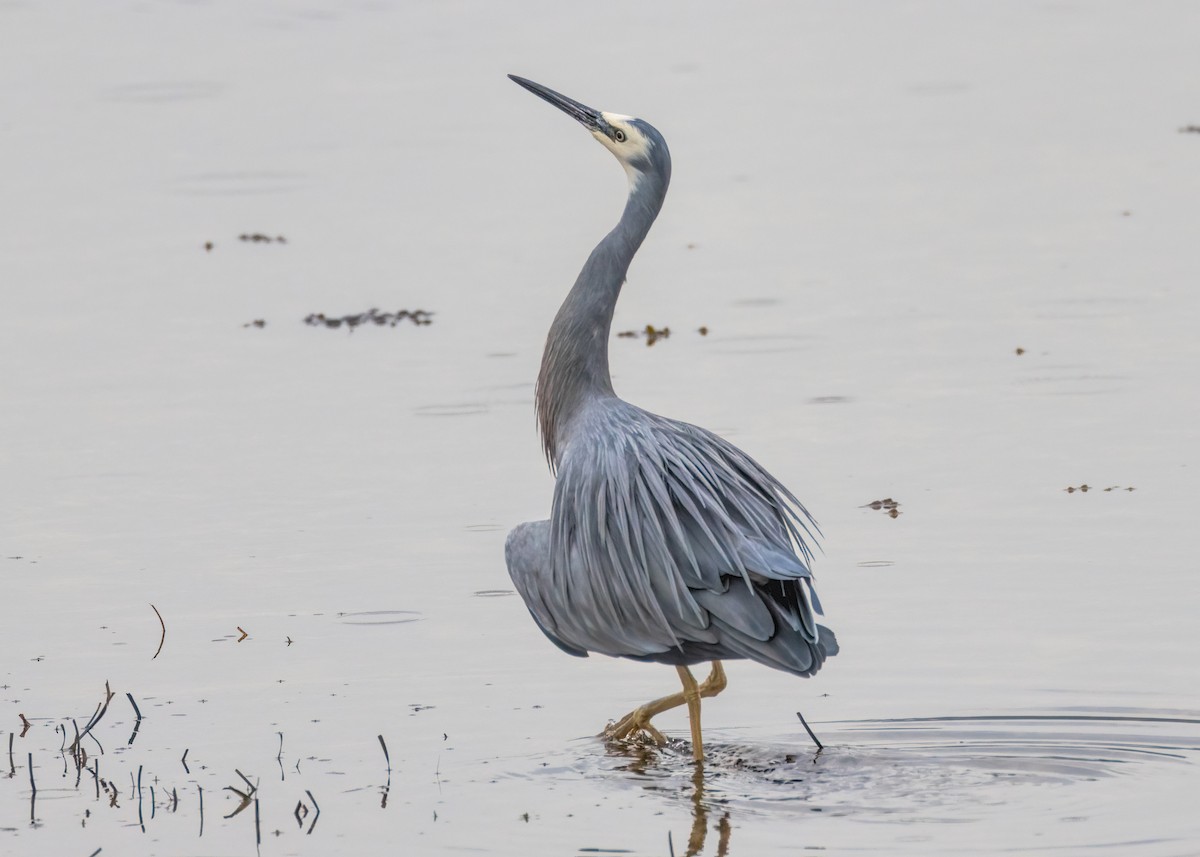 White-faced Heron - ML602952521