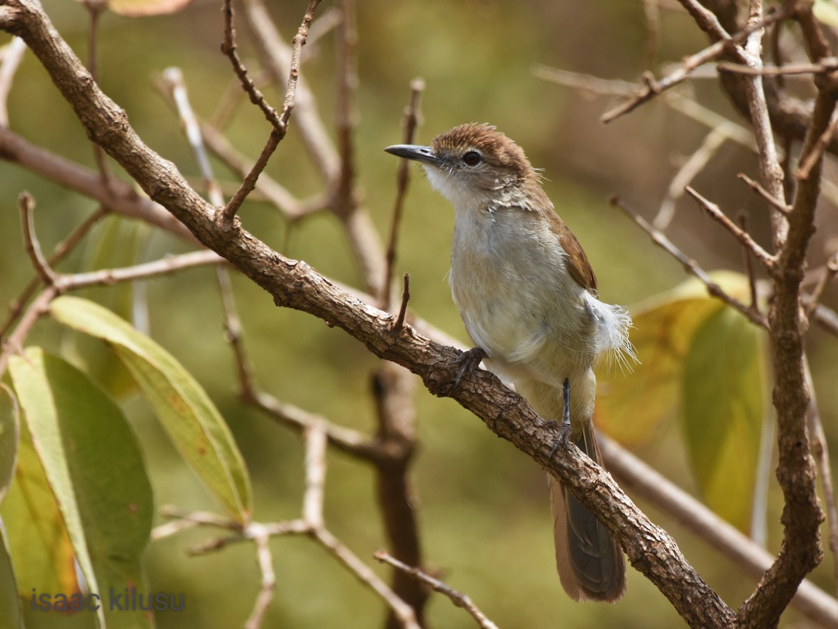 Northern Brownbul - ML602952611