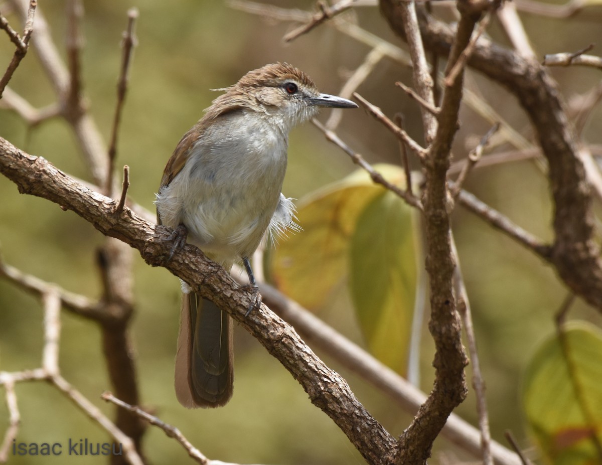 Northern Brownbul - ML602952631