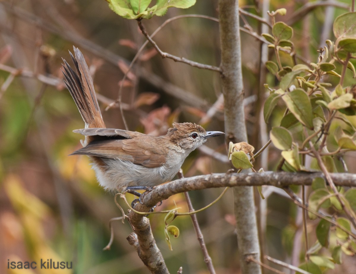 Northern Brownbul - ML602952641