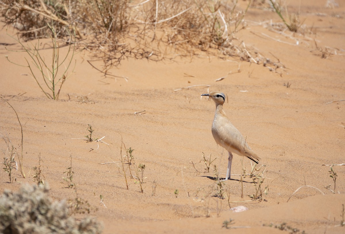 Cream-colored Courser - ML602952811