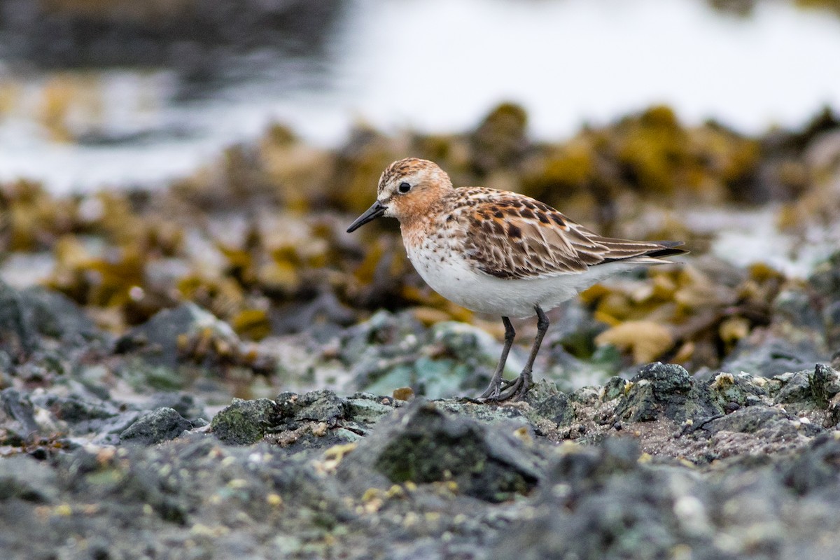 Red-necked Stint - Neil Hayward