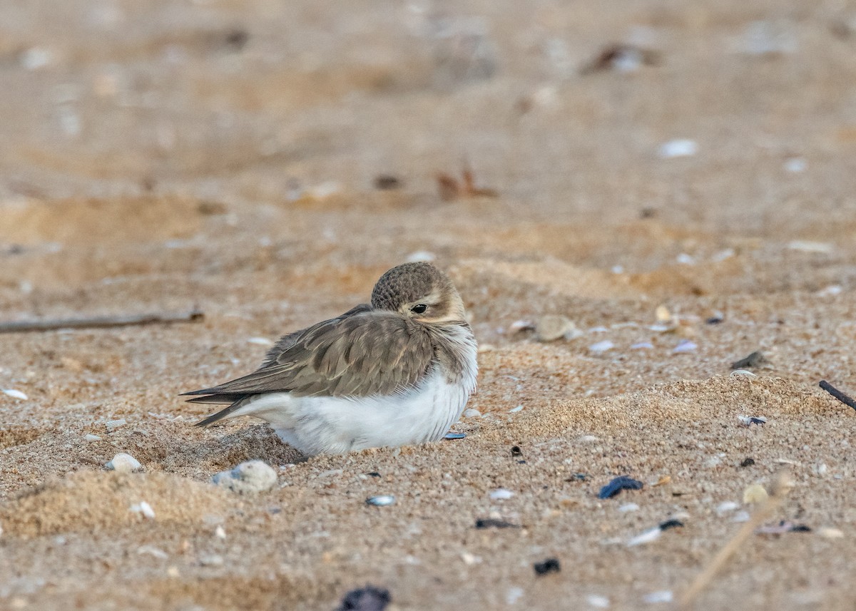 Double-banded Plover - ML602953441