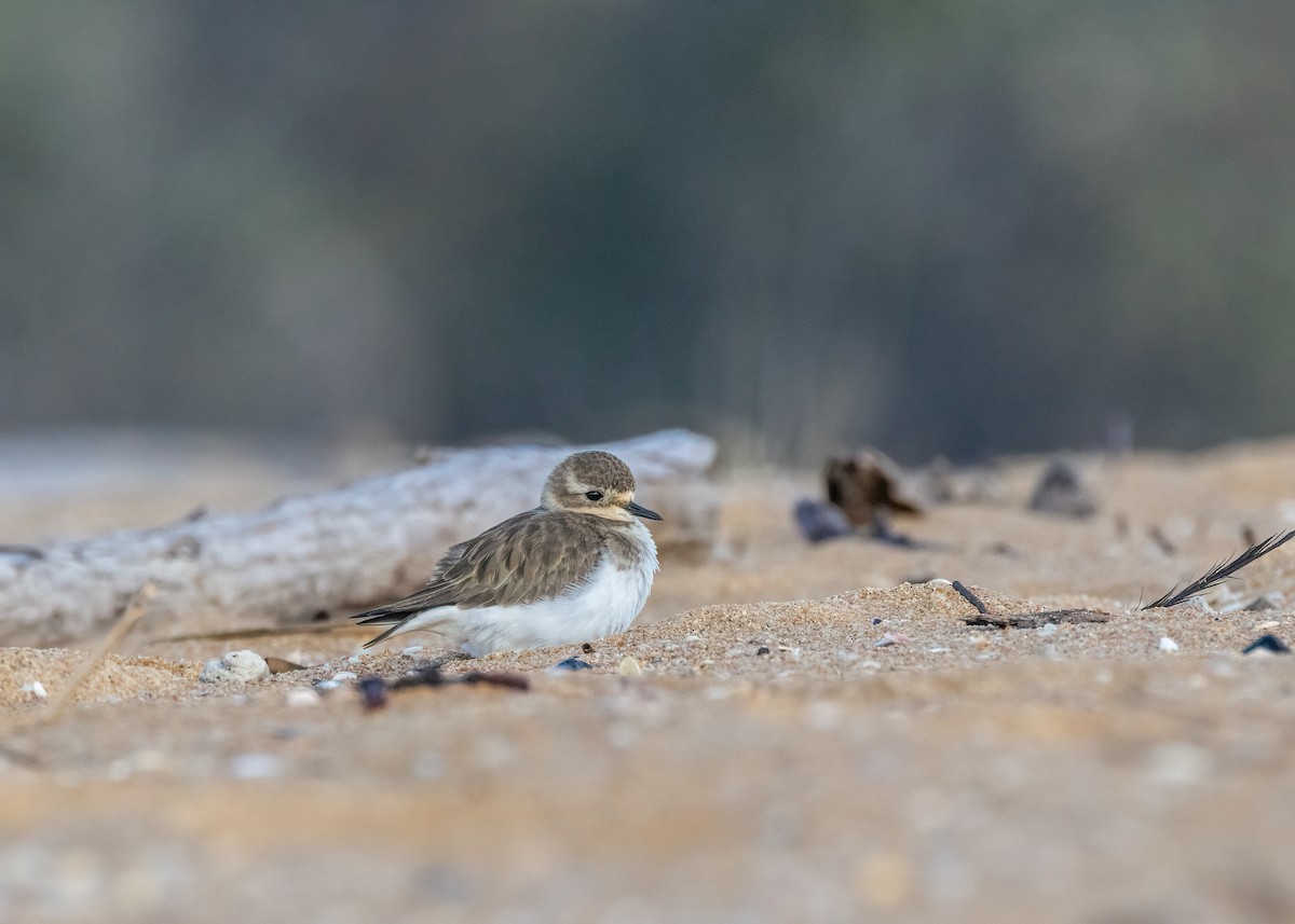 Double-banded Plover - ML602953451