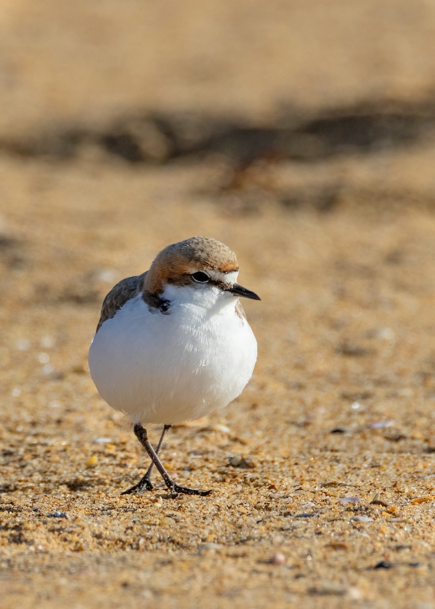 Red-capped Plover - ML602953461