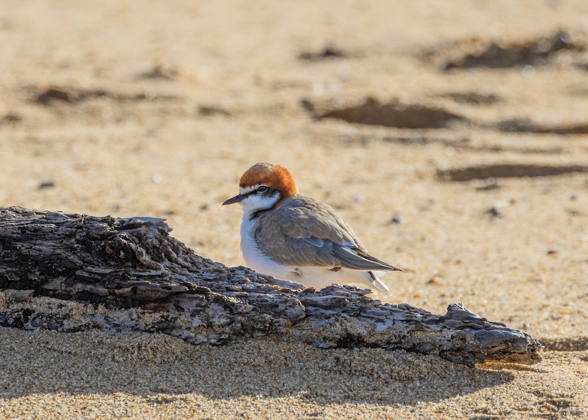 Red-capped Plover - ML602953471