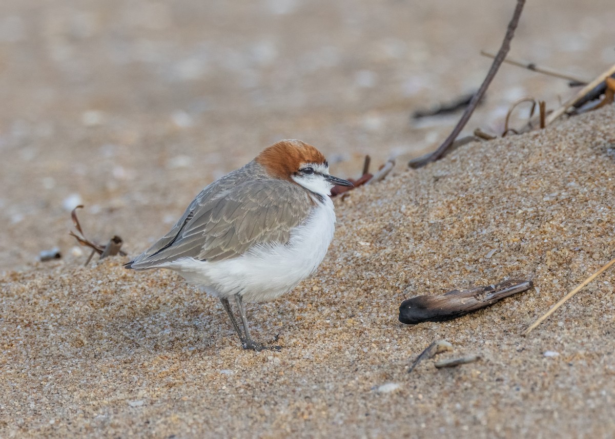 Red-capped Plover - ML602953481