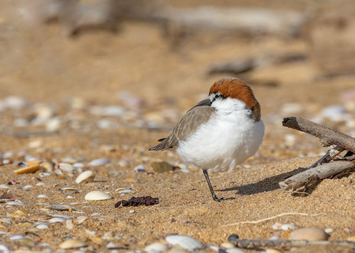 Red-capped Plover - ML602953491