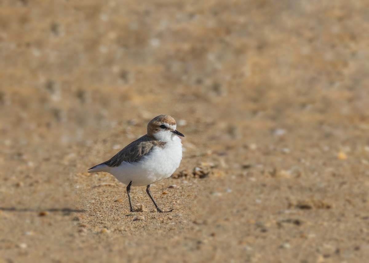 Red-capped Plover - ML602953501