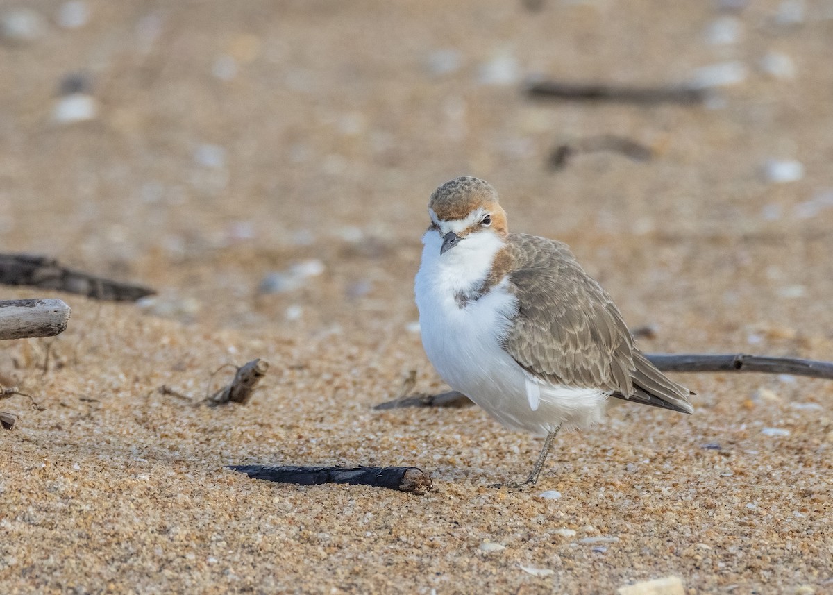 Red-capped Plover - ML602953521
