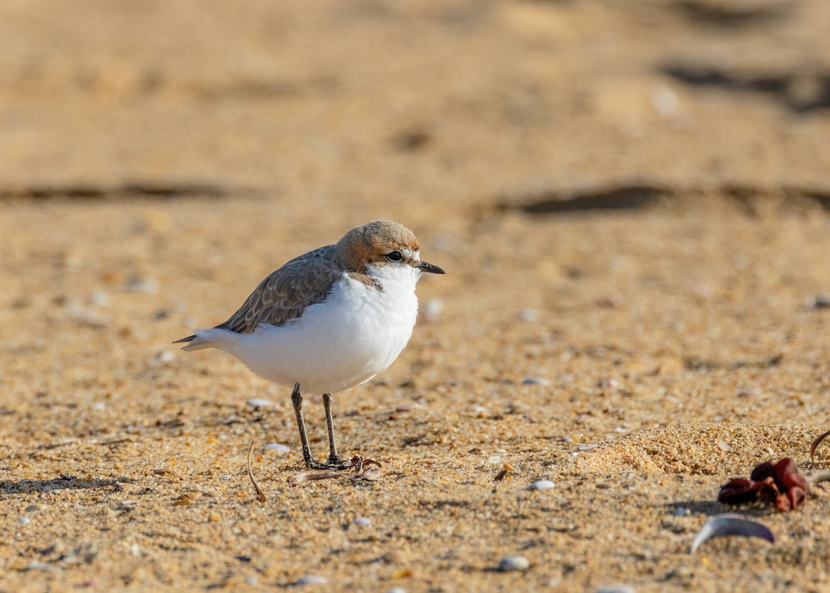 Red-capped Plover - ML602953531