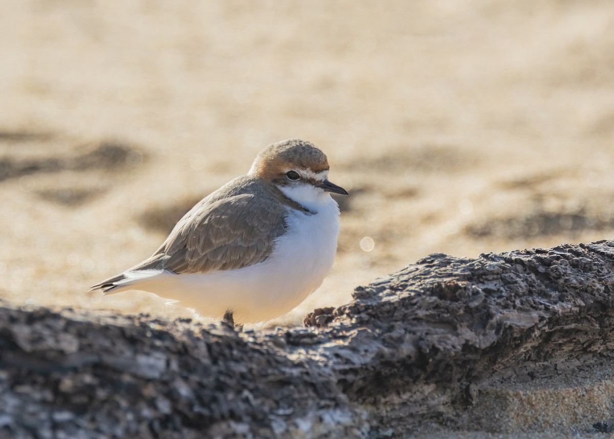 Red-capped Plover - ML602953541