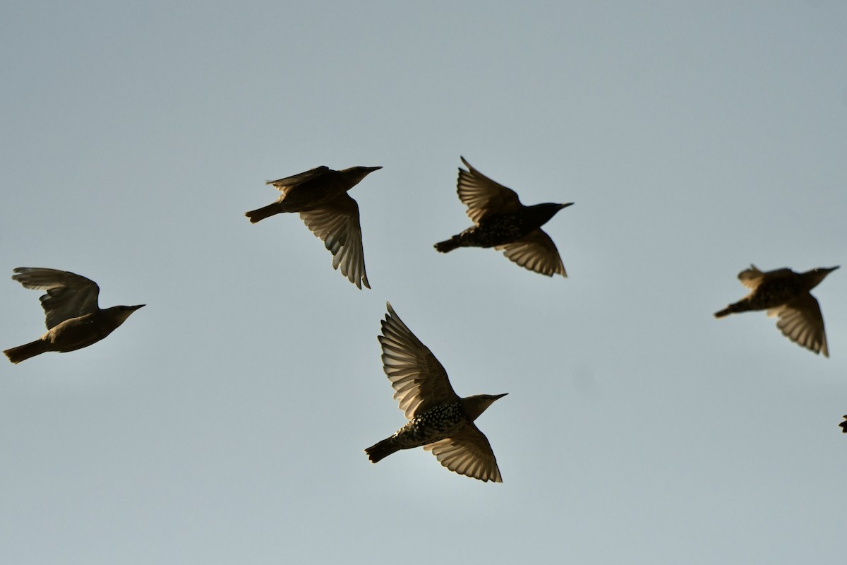 European Starling - ML602953561